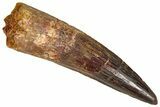 Fossil Spinosaurus Tooth - Real Dinosaur Tooth #365625-1